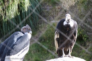 Equateur - Condor des Andes