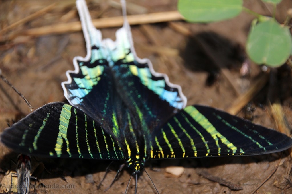 Equateur Jungle Amazonie - Papillon