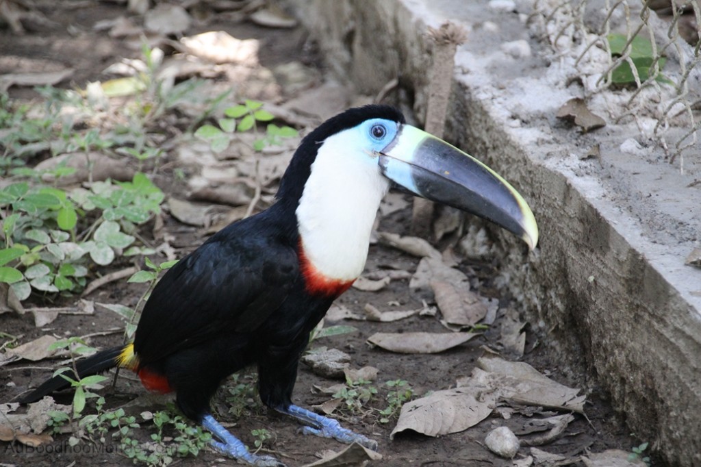 Equateur Jungle Amazonie - Toucan