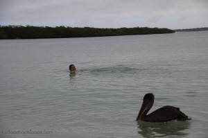 Galapagos - Pelican