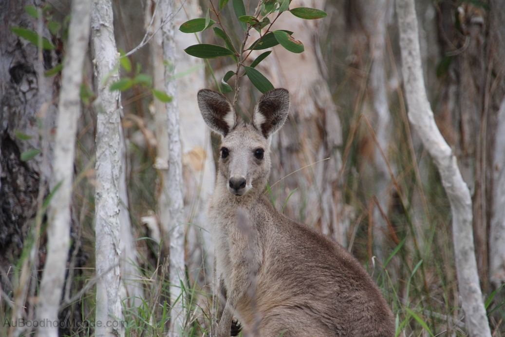 Australie - Kangourou
