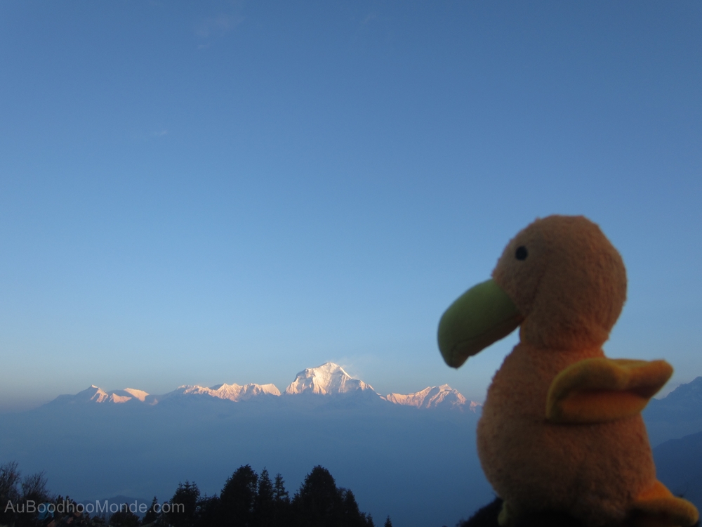 Auboodhoomonde - Dodo Moris - Himalaya Daulaghiri