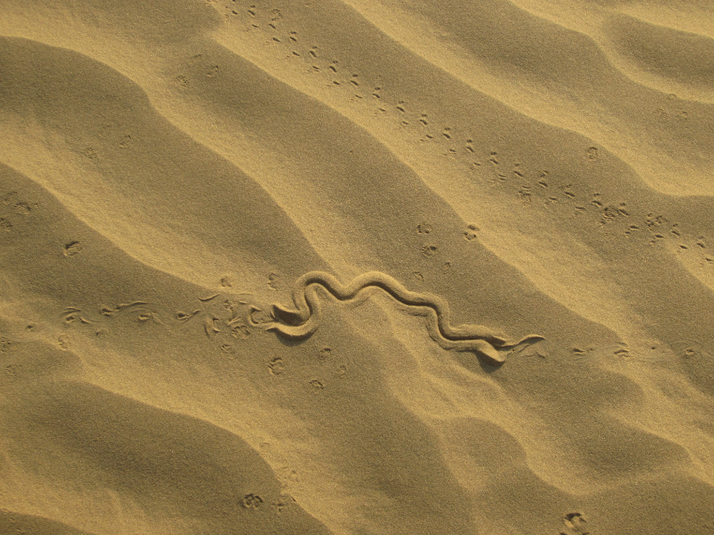 Inde - Thar serpents desert